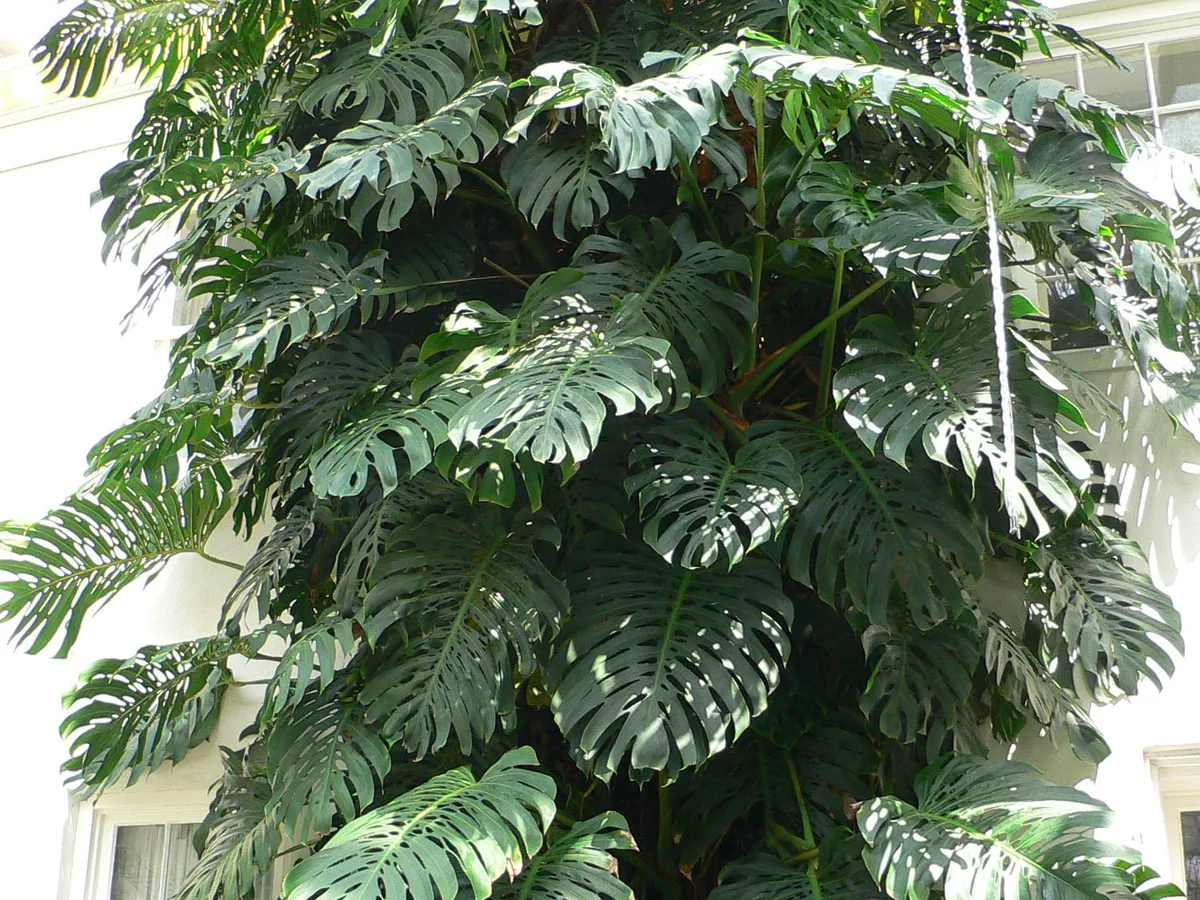 Set de 3 plantas grandes de interior